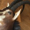 Impressive trophy head of a sabelantilope.