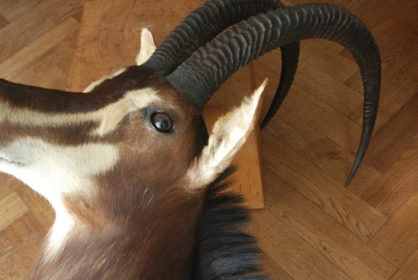 Impressive trophy head of a sabelantilope.