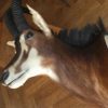 Impressive trophy head of a sabelantilope.