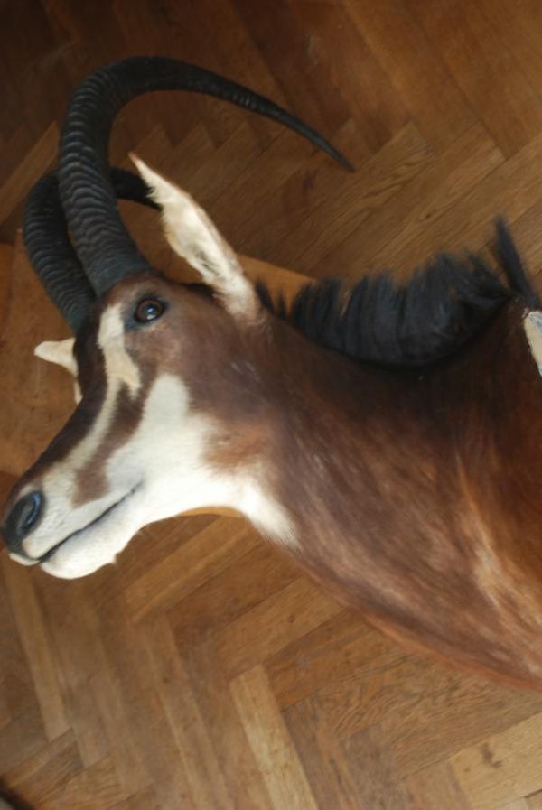 Indrukwekkende kop van een sabelantilope.