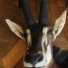 Impressive trophy head of a sabelantilope.