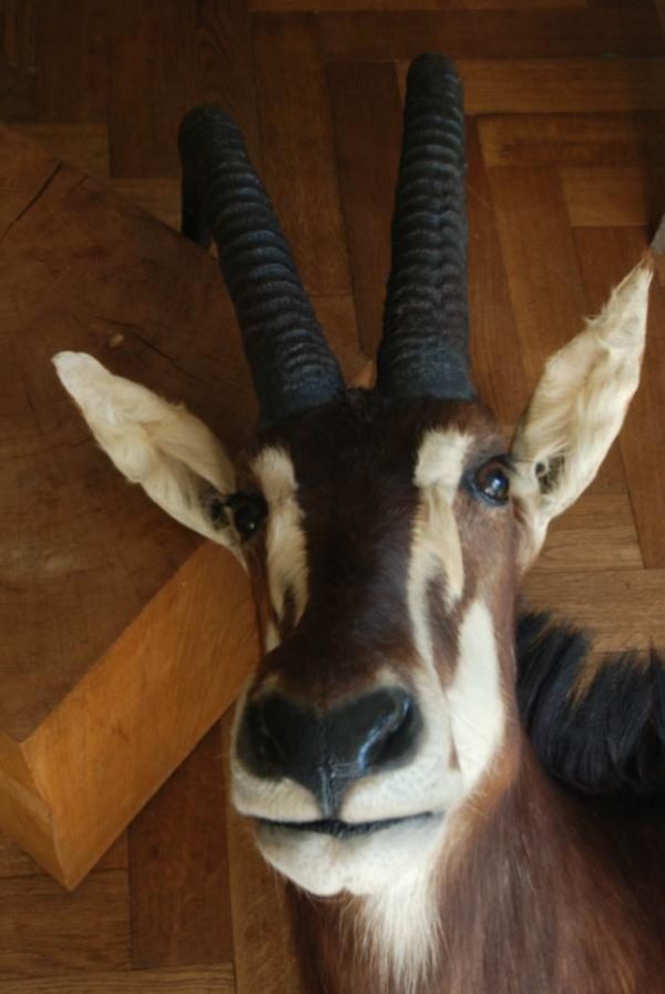 Impressive trophy head of a sabelantilope.