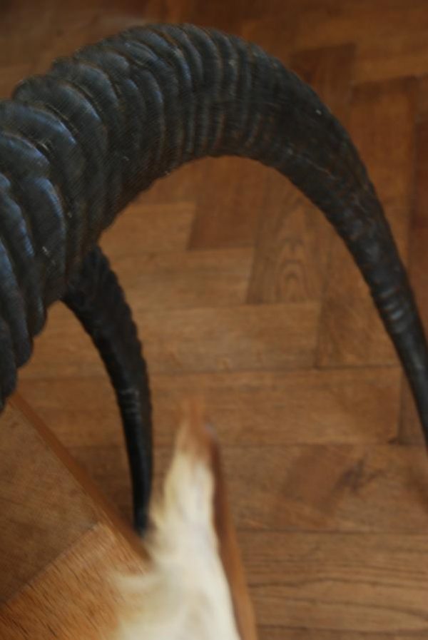 Indrukwekkende kop van een sabelantilope.