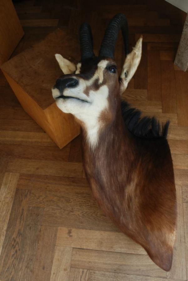 Impressive trophy head of a sabelantilope.