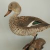 Stuffed African cape teal duck.