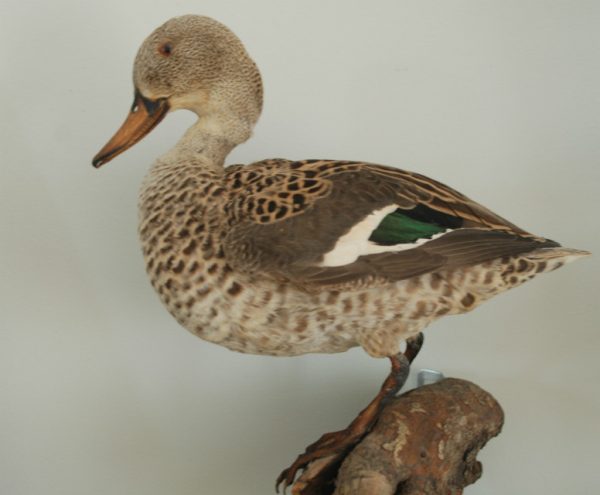 Stuffed African cape teal duck.