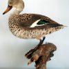 Stuffed African cape teal duck.