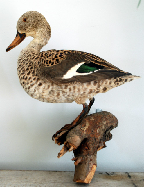 Stuffed African cape teal duck.