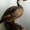 Beautiful stuffed peacock.