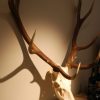 Skull, antlers of a red stag.