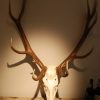 Skull, antlers of a red stag.