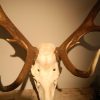 Skull, antlers of a red stag.