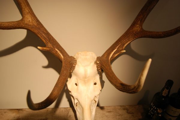 Skull, antlers of a red stag.