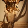 Skull, antlers of a red stag.