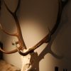 Skull, antlers of a red stag.