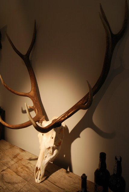 Skull, antlers of a red stag.