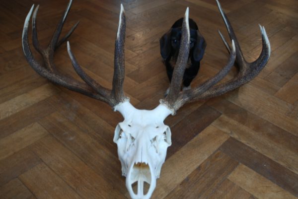 Nice pair of antlers of a red stag.