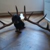 Nice pair of antlers of a red stag.