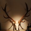 Antler of a sika deer.