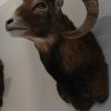 Fresh taxidermy head of a mouflon.