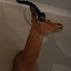 Old vintage trophy head of an impala. Very good quality.