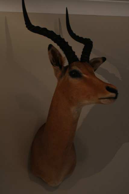 Old vintage trophy head of an impala. Very good quality.