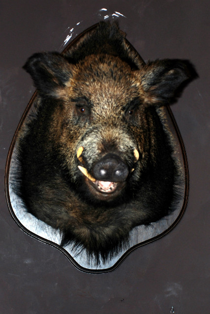 Enormous trophy head of a wild boar.