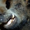 Enormous trophy head of a wild boar.