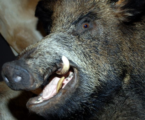 Enormous trophy head of a wild boar.