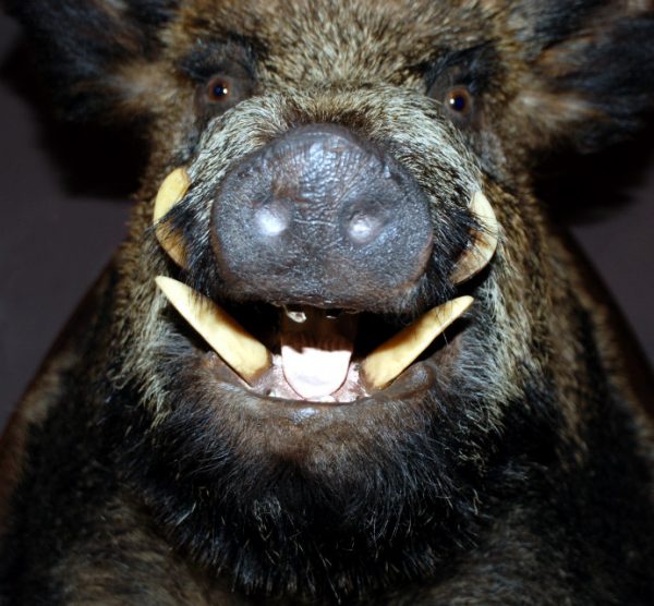 Enormous trophy head of a wild boar.