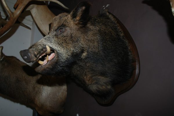 Enorme opgezette kop van een wild zwijn.