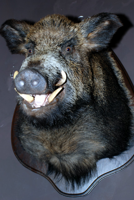 Enormous trophy head of a wild boar.