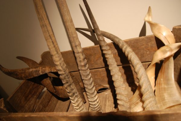 4 pairs of horns of various spieces.