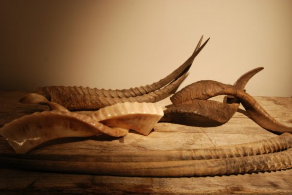 4 pairs of horns of various spieces.