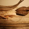 4 pairs of horns of various spieces.