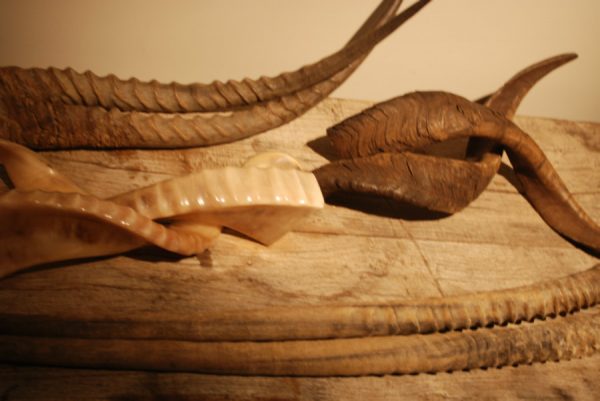 4 pairs of horns of various spieces.