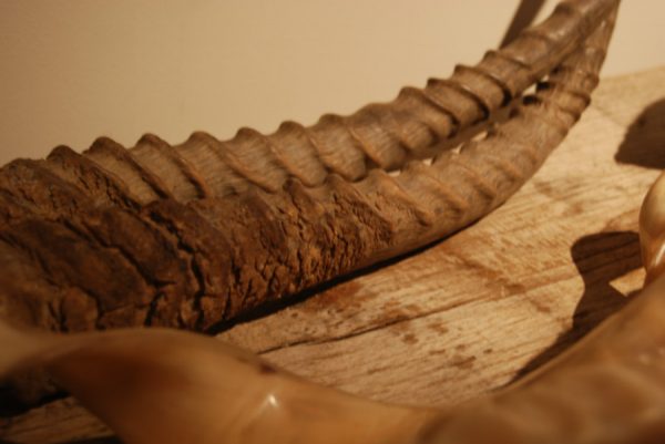 4 pairs of horns of various spieces.