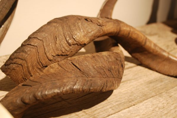 4 pairs of horns of various spieces.