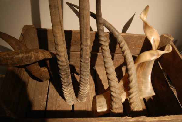 4 pairs of horns of various spieces.