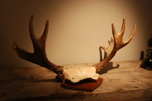 Gewei van een Scaninavische eland.