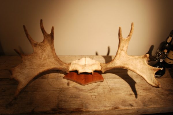 Gewei van een Scaninavische eland.