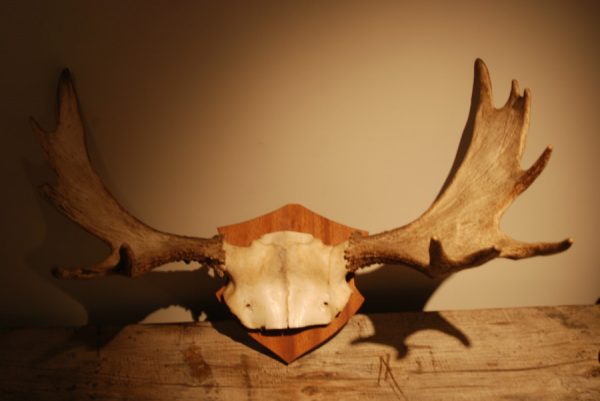 Gewei van een Scaninavische eland.
