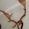 Antlers of a fallow deer mounted on an aluminum skull.