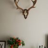 Antlers of a fallow deer mounted on an aluminum skull.