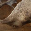 Antlers of a fallow deer mounted on an aluminum skull.