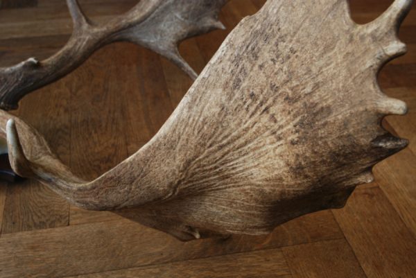 Antlers of a fallow deer mounted on an aluminum skull.