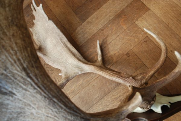 Antlers of a fallow deer mounted on an aluminum skull.