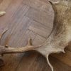 Antlers of a fallow deer mounted on an aluminum skull.