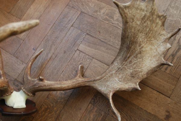 Antlers of a fallow deer mounted on an aluminum skull.