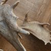 Antlers of a fallow deer mounted on an aluminum skull.